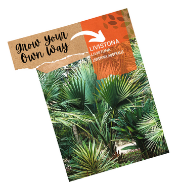 Australian Fan Palm seeds- Livistonia australis