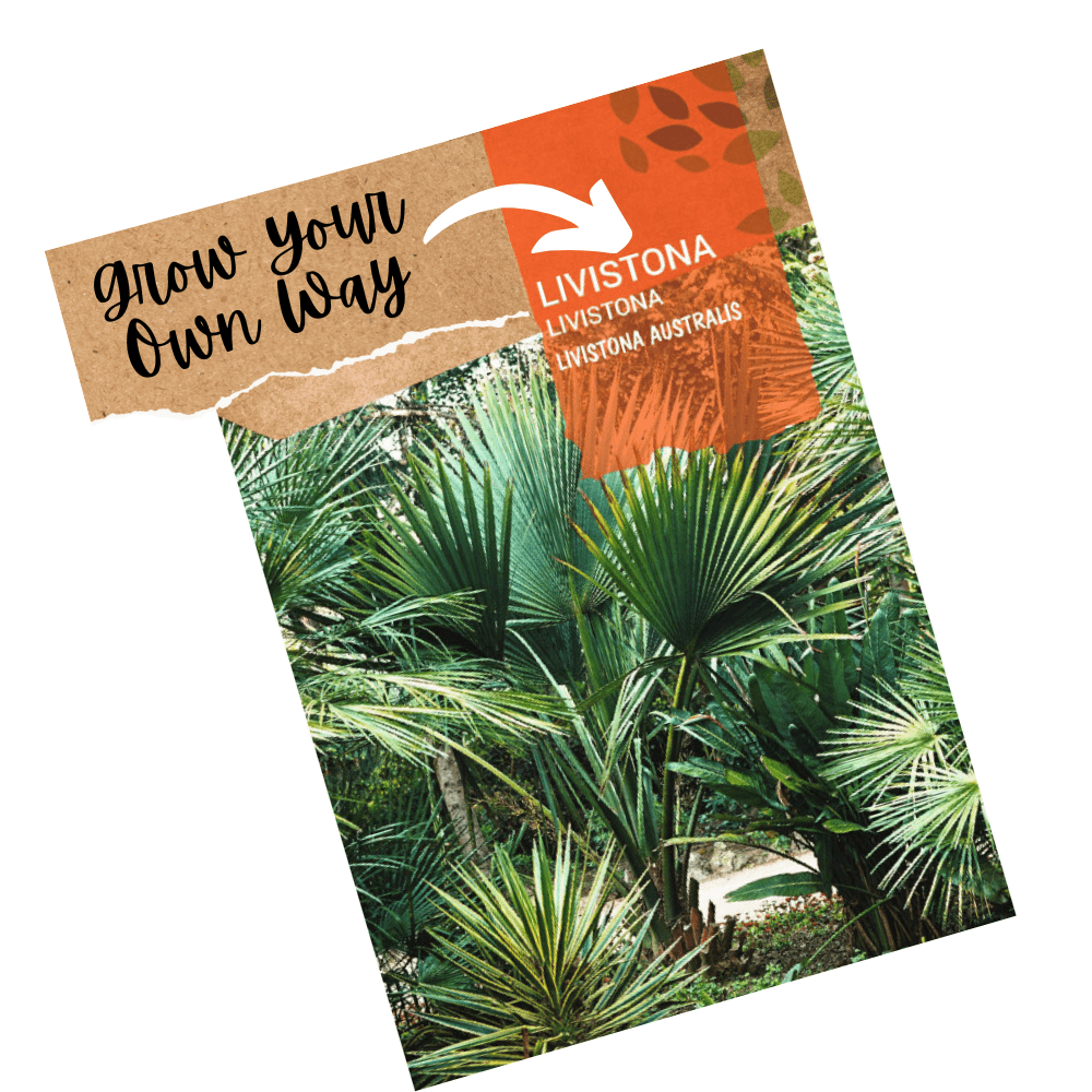 Australian Fan Palm seeds - Livistonia australis - Apnaugao