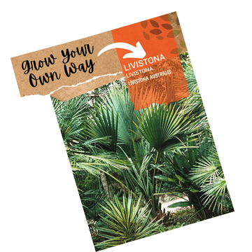 Australian Fan Palm seeds - Livistonia australis - Apnaugao