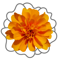 marigold hybrid seeds are available in Lahore-Pakistan