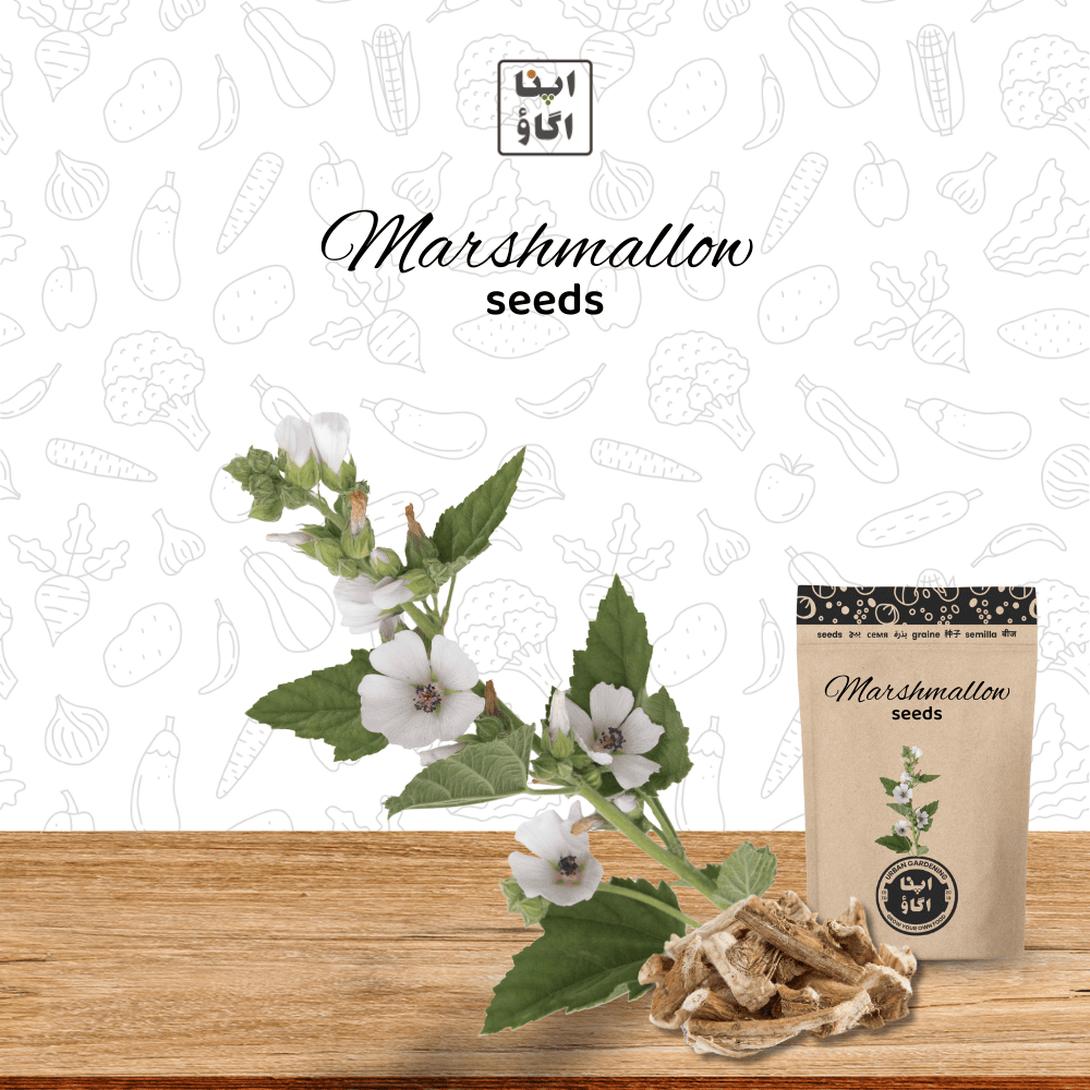 Marshmallow seeds for home gardening
