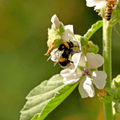 Marshmallow Herb Seeds - Apnaugao
