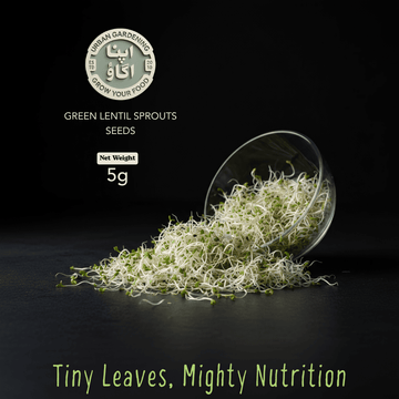 microgreens-green-lentil-sprouts-seeds available in Pakistan