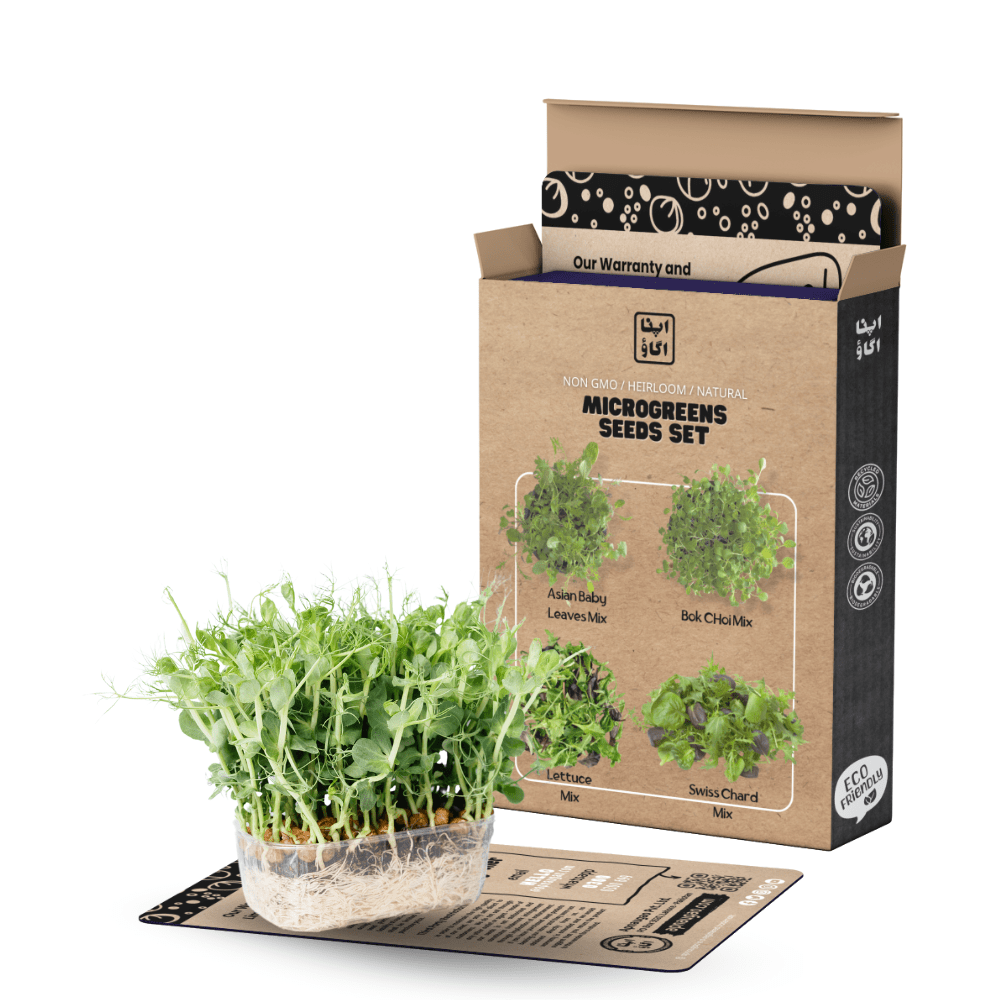Micro Greens / Baby Leaf Seeds Set - Apnaugao