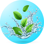 buy mint seeds in Lahore