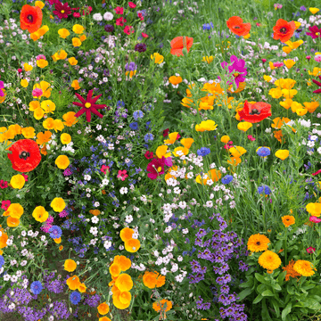 Country Flower Seeds Mix - Apnaugao