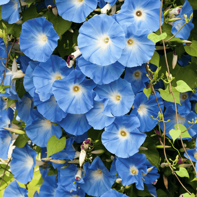 Morning Glory Blue seeds – deep blue climbing vine flower seeds in Pakistan – ApnaUgao
