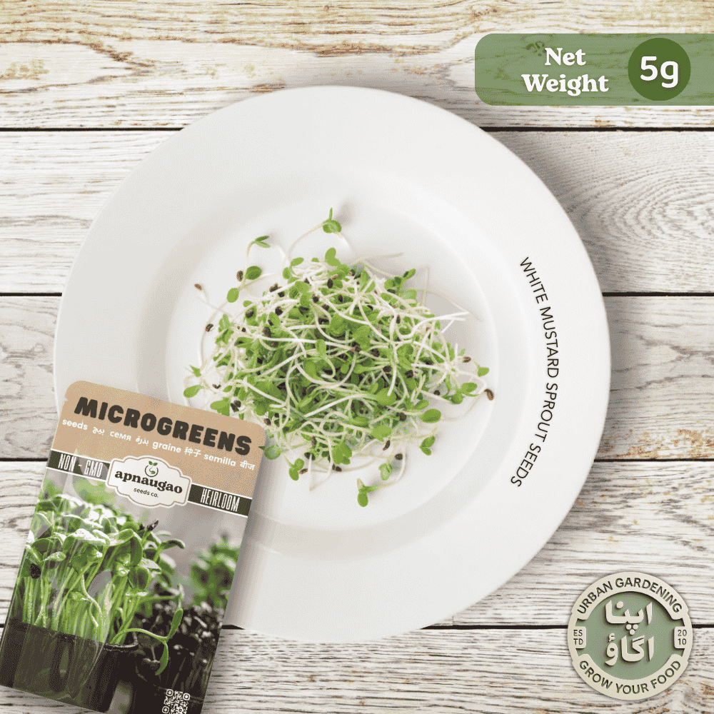 Grow your own italian white mustard srouts in your kitchen