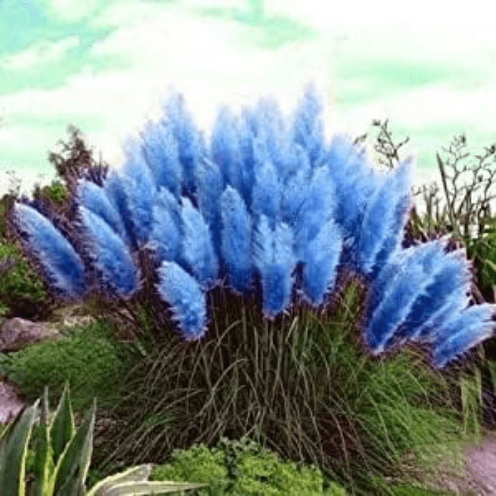 Pampas Blue Grass Seeds - Apnaugao