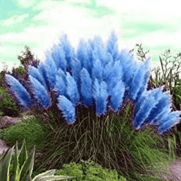 Pampas Blue Grass Seeds - Apnaugao