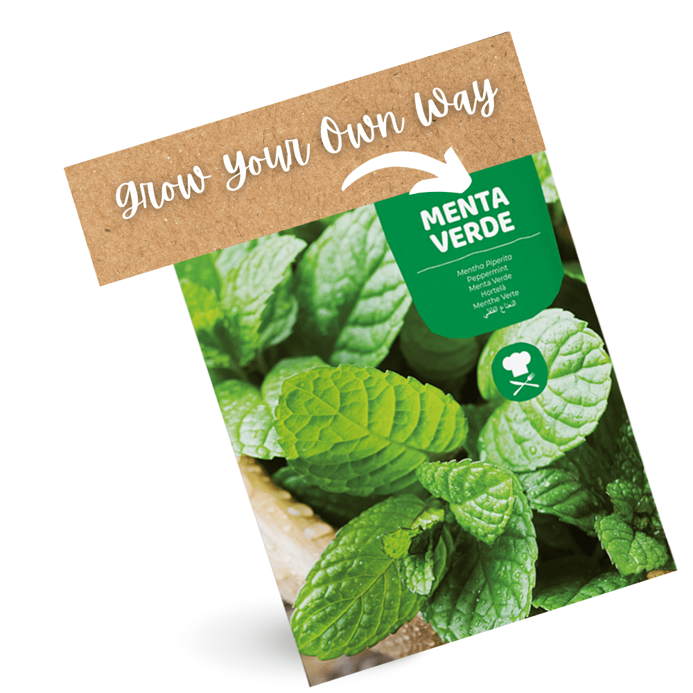 Papper Mint ( Padina ) Seeds - Apnaugao