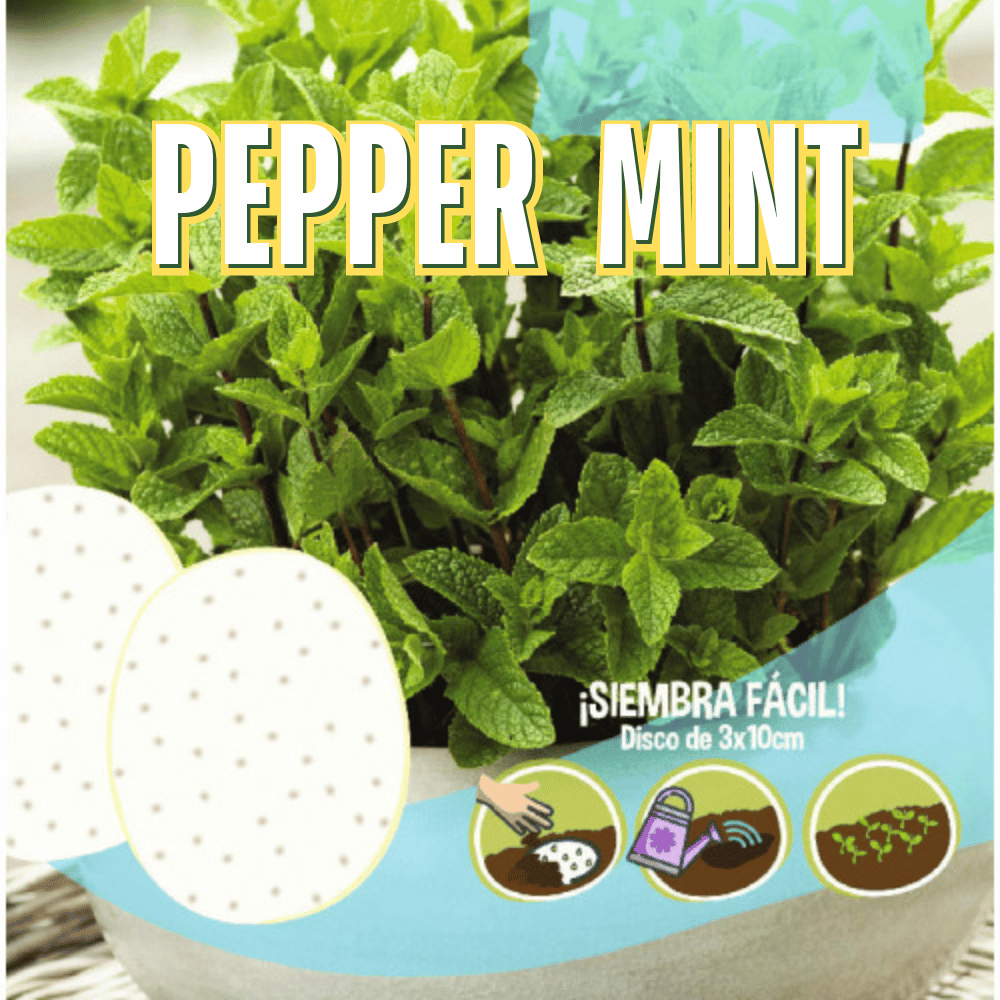 Pepper Mint Seeds Disc - Apnaugao