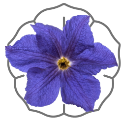 all types of petunia seeds are available in Lahore-Pakistan