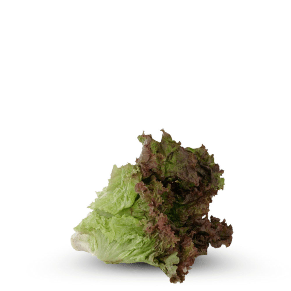 Red Lettuce Loose Leaf Salad Bowl Seeds - Apnaugao