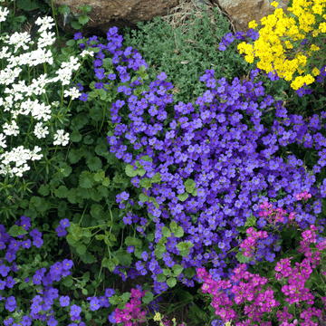 Mixed Flower Seeds For Rockeries - Apnaugao