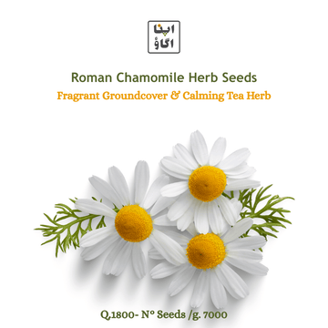 best chamomile seeds in Pakistan