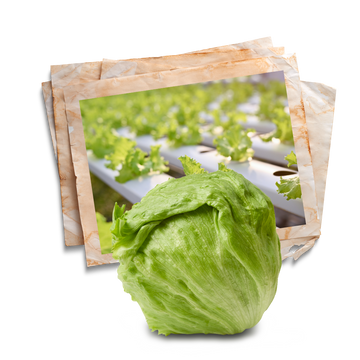 all types of salad seeds for greens lovers by apnaugao including lettuce ice berg
