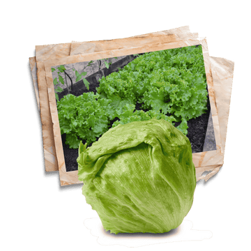 salads seeds collection available in Lahore