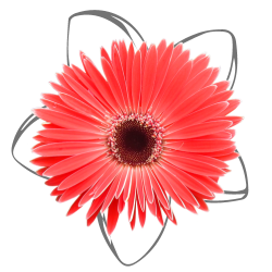 all types of seasonal lower seeds available in Lahore-Pakistan