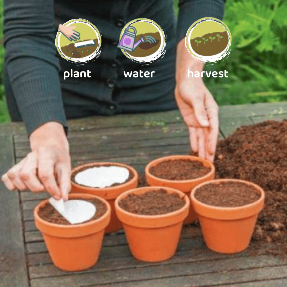 Sweet Basil Seeds Disc - Apnaugao