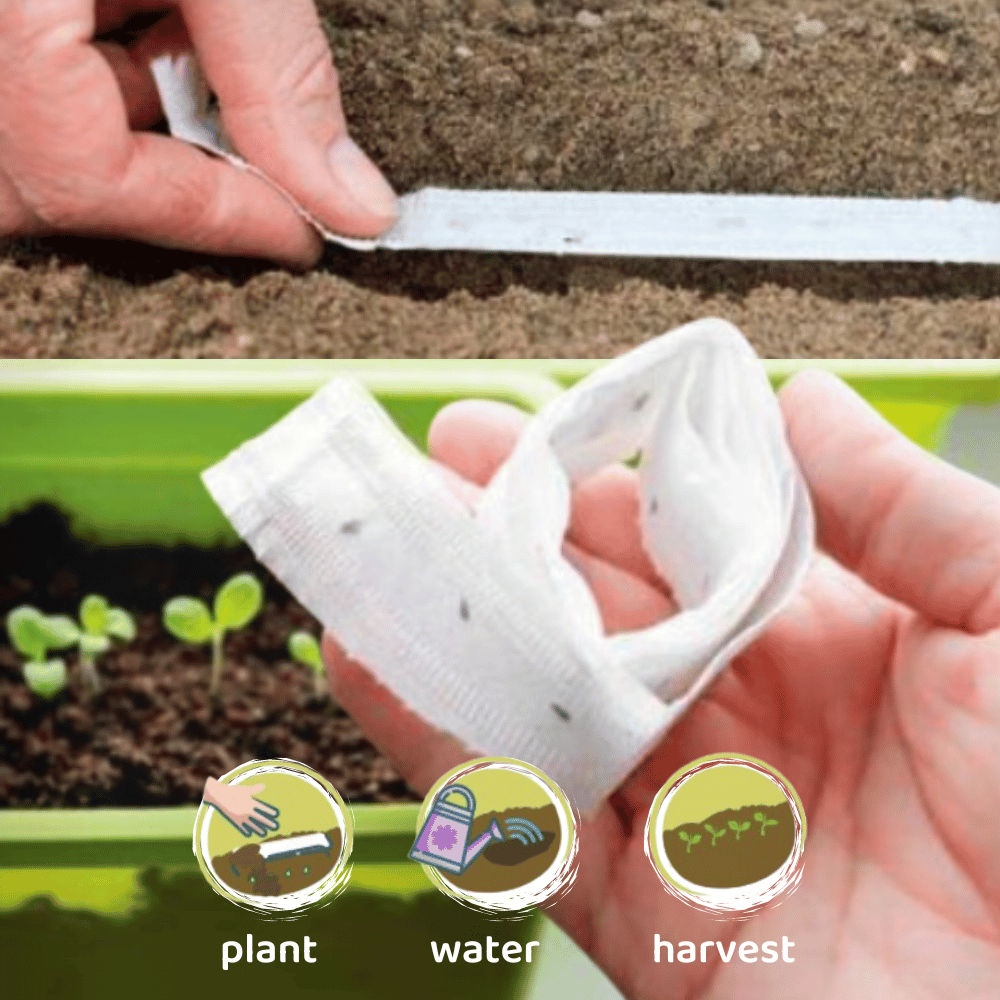 Lettuce Baby Leaf Seeds Tape - Apnaugao