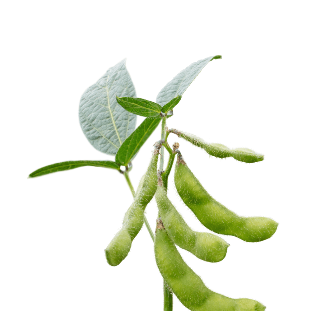 Heirloom Soyabean Seeds - Apnaugao