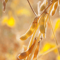 Heirloom Soyabean Seeds - Apnaugao