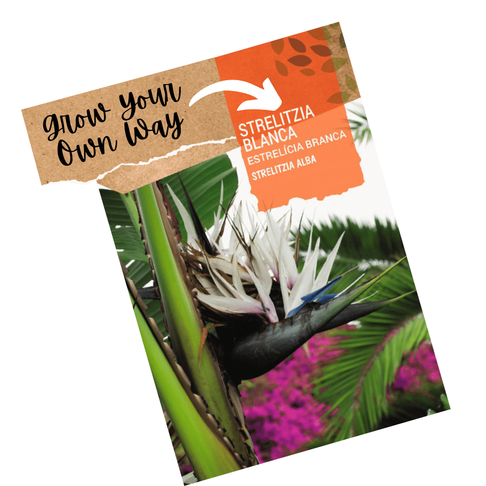 Bird of Paradise tree seeds - White - Strelitzia alba - Apnaugao