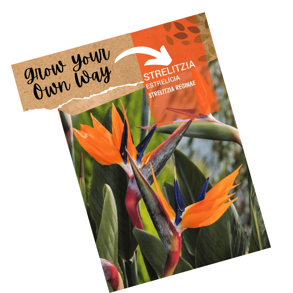 Bird of Paradise tree Seeds - Strelitzia reginae - Apnaugao
