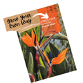 Bird of Paradise tree Seeds - Strelitzia reginae - Apnaugao