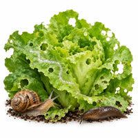 Snail & Slug