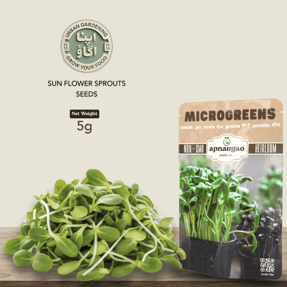buy sprouts seeds of sunflowers in Pakistan