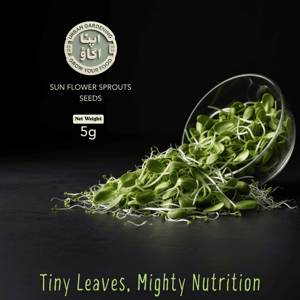 buy Sunflower sprouts seeds in 5 gram pack