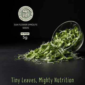 buy Sunflower sprouts seeds in 5 gram pack