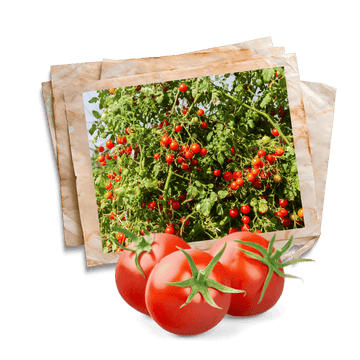 tomato seeds collection in Lahore by apnaugao