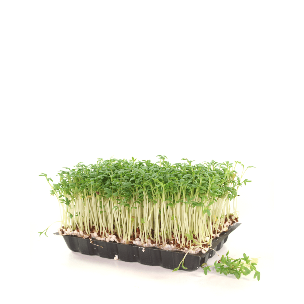 Packaged microgreens with a visible brand label on a wooden surface.