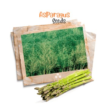 Heirloom Asparagus Organic Seeds - Mary Washington