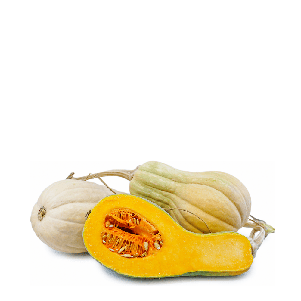 PUMPKIN BUTTERNUT RUGOSA - Apnaugao