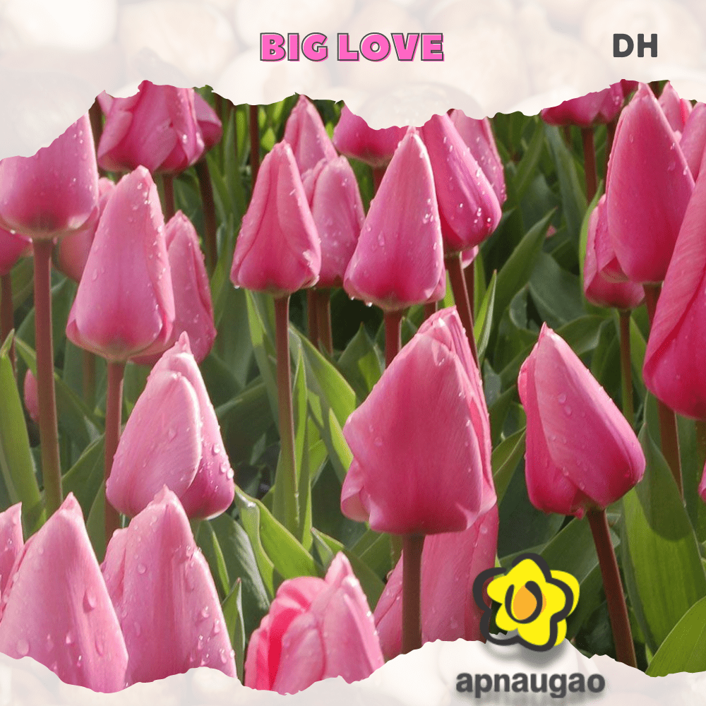 BIG LOVE | Min. Qty - 10 Pieces - Apnaugao