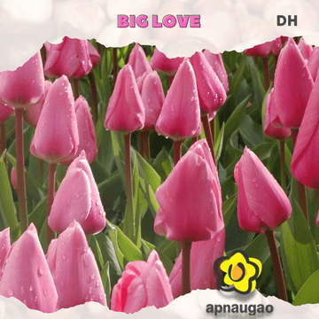 BIG LOVE | Min. Qty - 10 Pieces - Apnaugao