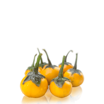 Heirloom Brinjal Egg Plant Yellow ( Baingan ) Seeds - Apnaugao