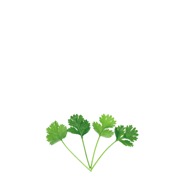 ORGANIC BABY LEAF "CILANTRO" - Apnaugao