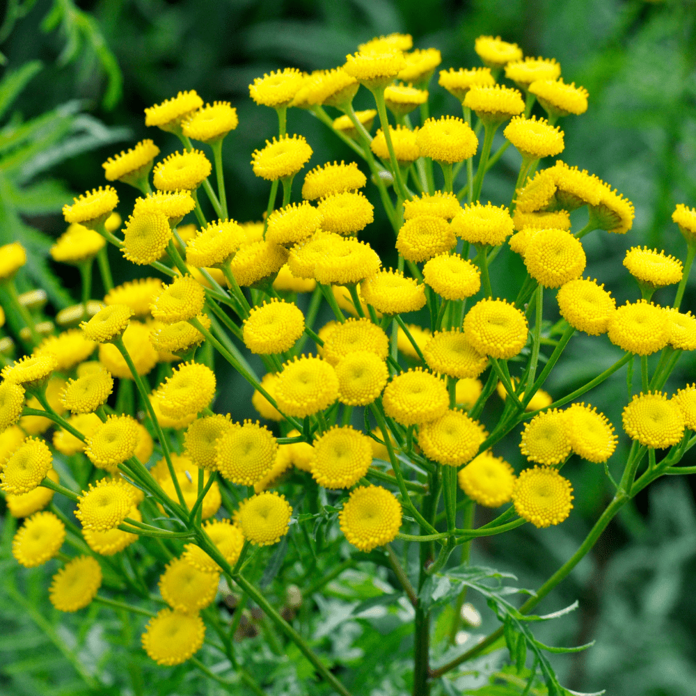 Daisy Sunrise Yellow F1 Hybrid Seeds – Bright Summer Flowers
