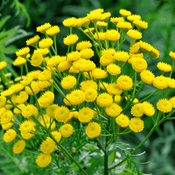 Daisy Sunrise Yellow F1 Hybrid Seeds – Bright Summer Flowers