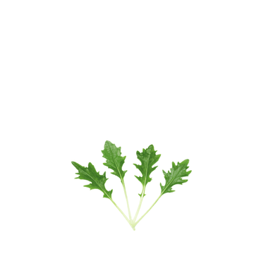 ORGANIC BABY LEAF "GREEN MIZUNA" - Apnaugao