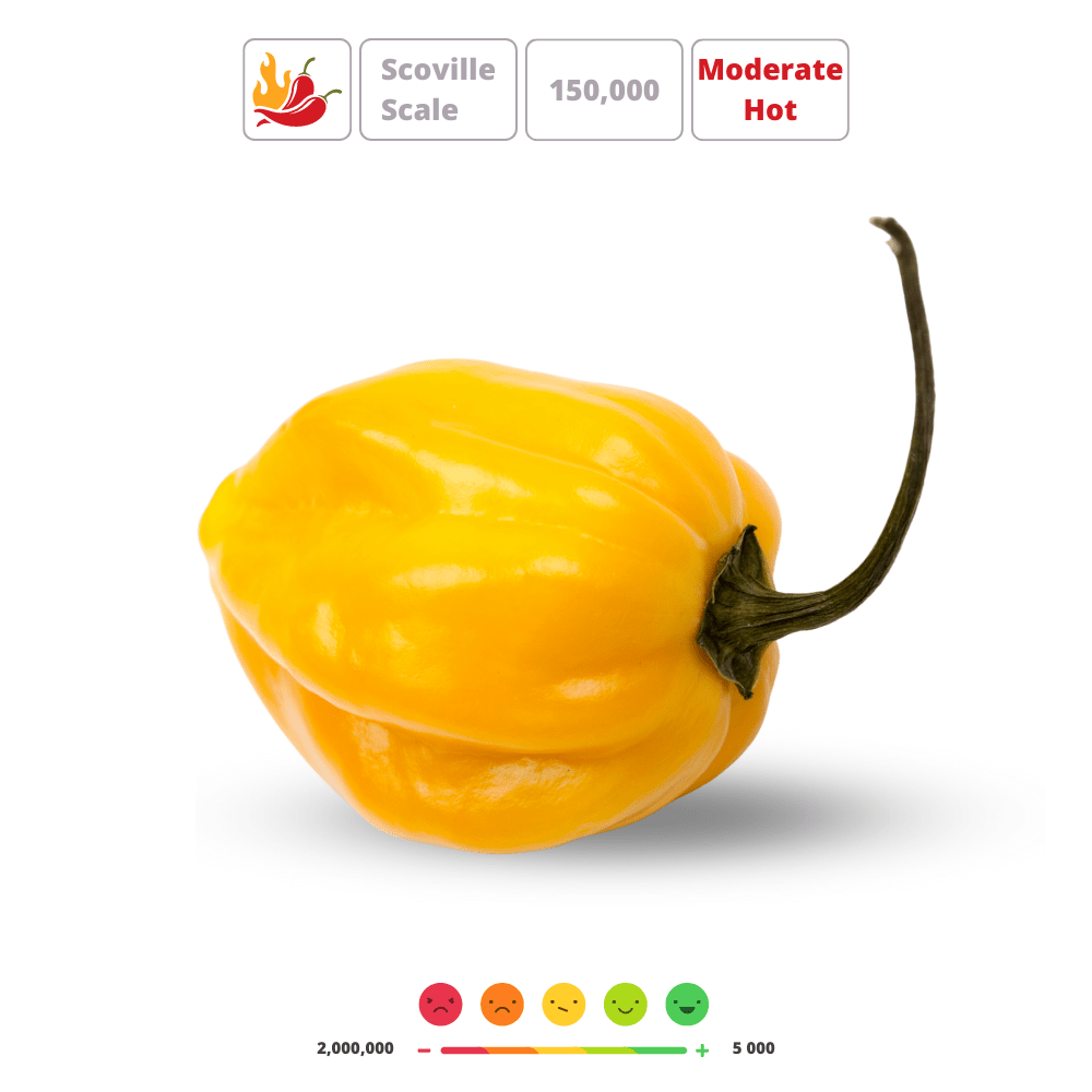 HABANERO ORANGE' Hot Chili Pepper Seeds - Apnaugao