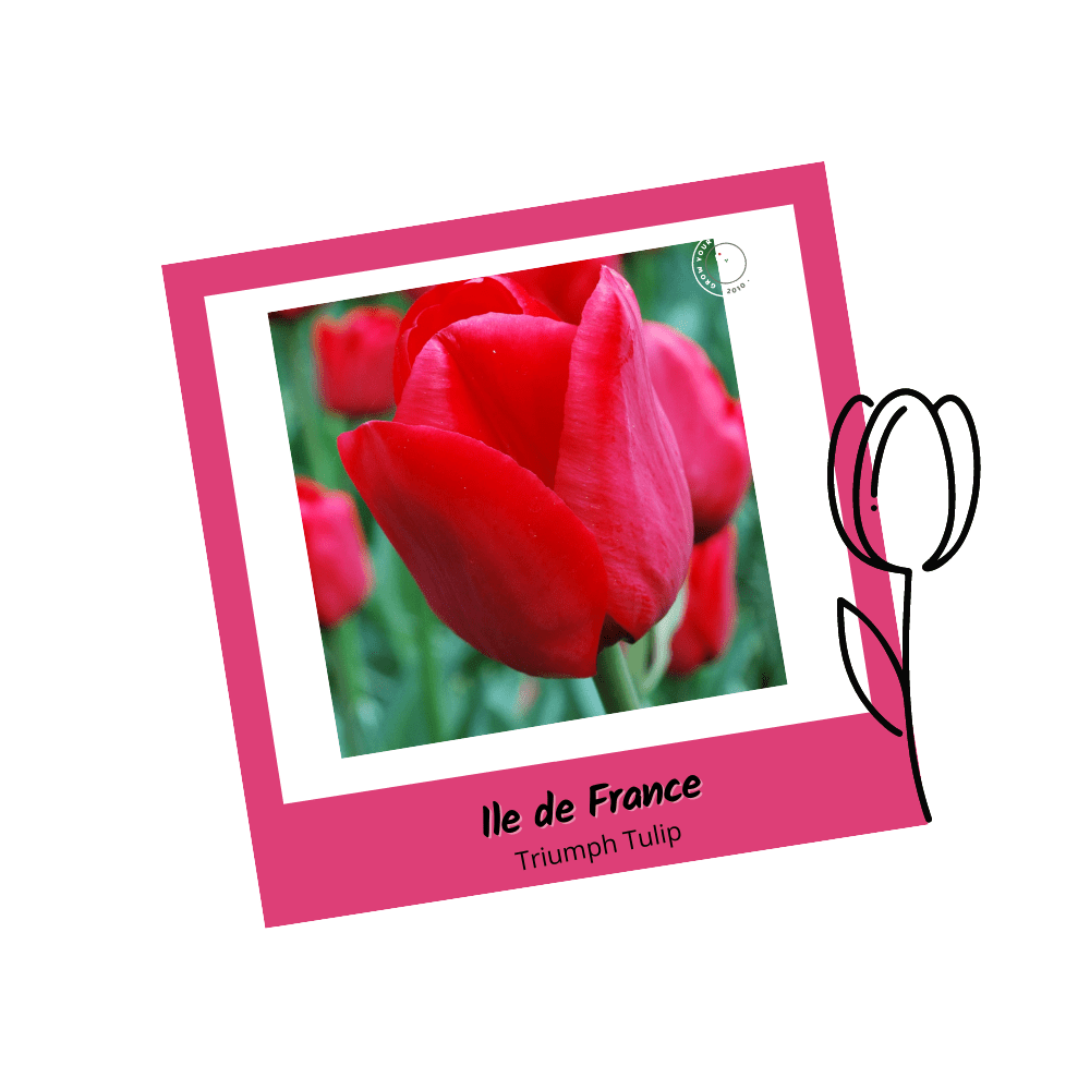 Ile de France Triumph Tulip Bulbs - Apnaugao
