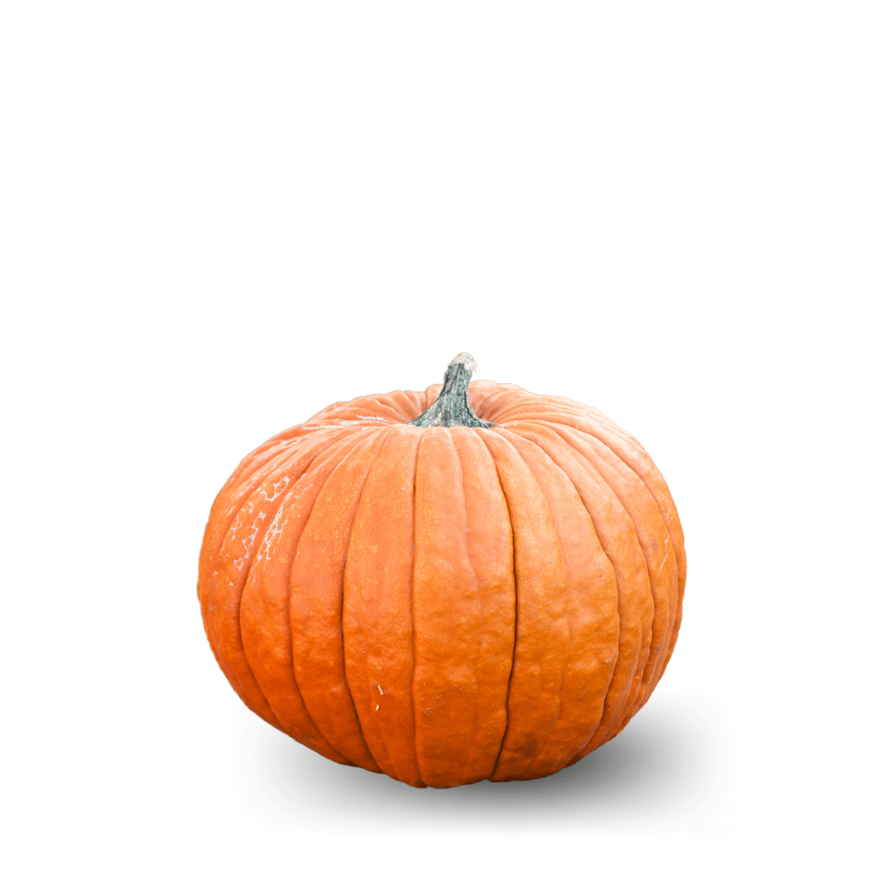 PUMPKIN JACK O'LANTERN ( Halwa Kadu ) - Apnaugao