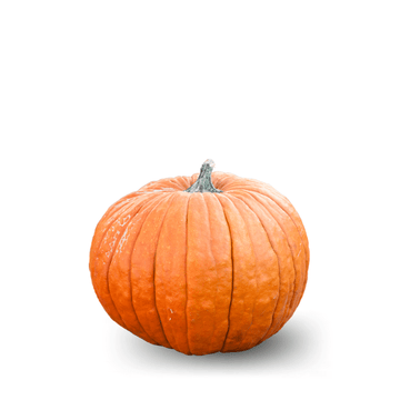 PUMPKIN JACK O'LANTERN ( Halwa Kadu ) - Apnaugao