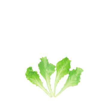 ORGANIC BABY LEAF "LETTUCE BLONDE DE PARIS" - Apnaugao